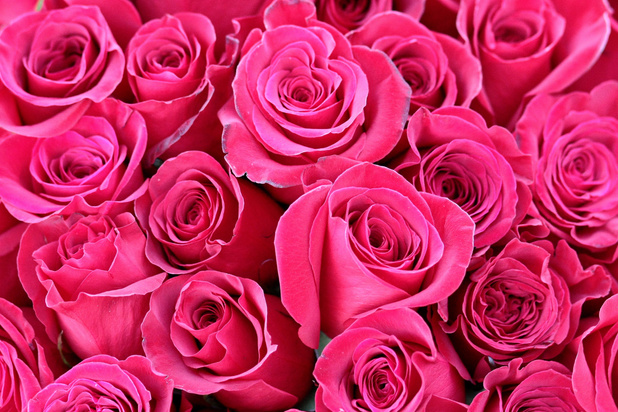 Pink Rose Flowers Background